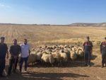 Kayıp küçükbaşlar bulundu