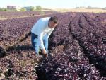 Bir çiftçinin hayali: Batmanı mor reyhanla dünyaya tanıtmak