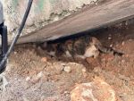 Merdiven boşluğuna sıkışan kedi itfaiye ekipleri tarafından kurtarıldı