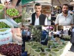 Kırma yeşil zeytine yoğun ilgi: Hem doğal hem ekonomik