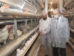 Siirtte günlük 5 bin koli yumurta üretiliyor
