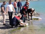 Uludere’de baraj göllerine yüz binlerce yavru sazan bırakıldı