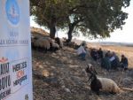 Şırnakta çobanlara sürü yönetimi eğitimi
